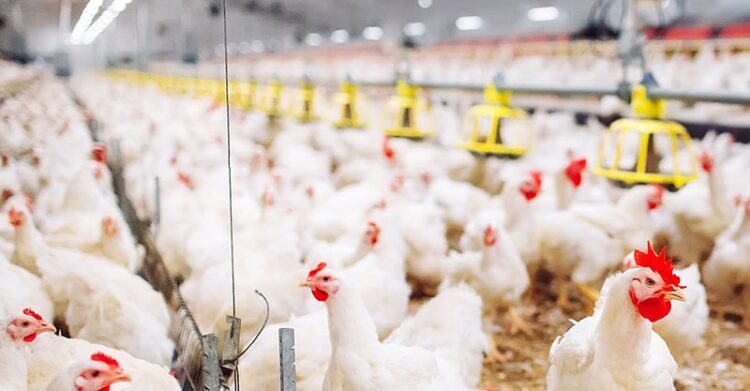 Central Farm: Απλήρωτοι επί μήνες μετανάστες εργάτες