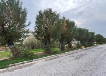 Υπογράφουν για να μην κοπούν δέντρα στο Μεγάλο Ρέμα Ραφήνας