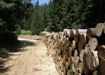 Ιδιωτικοποίηση (και) των δημόσιων δασών, με νομοσχέδιο της κυβέρνησης και επιχειρηματικά «υβριδικά σχήματα»