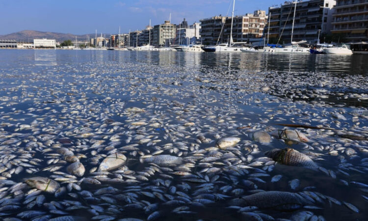 Ο Παγασητικός γέμισε νεκρά ψάρια, αλλά τα νερά του είναι… «εξαιρετικής ποιότητας»!