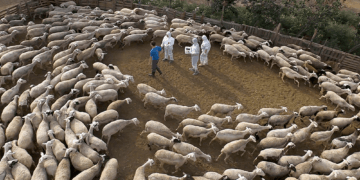 Κρατικές ευθύνες για την πανώλη