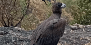 Αιολικοί σταθμοί σε προστατευόμενες περιοχές στον Έβρο, ένα χρόνο από την καταστροφή του βιοτόπου των πουλιών