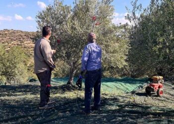 Εξοντωτικά πρόστιμα στους ελαιοπαραγωγούς από κυβέρνηση και ΕΕ