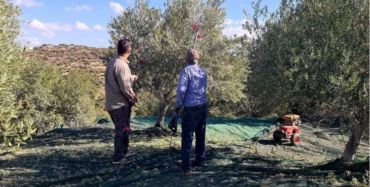 Εξοντωτικά πρόστιμα στους ελαιοπαραγωγούς από κυβέρνηση και ΕΕ