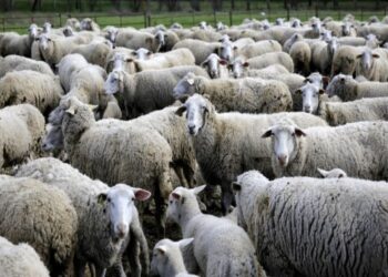 Ευλογιά των προβάτων: Καταστροφή με την… ευλογία της κυβέρνησης