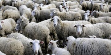 Ευλογιά των προβάτων: Καταστροφή με την… ευλογία της κυβέρνησης