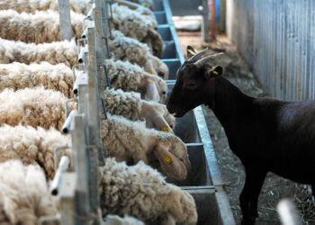 Ξεκλήρισμα των μικρών κτηνοτρόφων μέσω ευλογιάς προβάτων