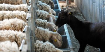 Ξεκλήρισμα των μικρών κτηνοτρόφων μέσω ευλογιάς προβάτων