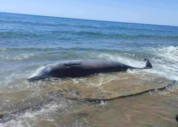 Κρήτη: Εξορύξεις και πολεμικά πλοία σκοτώνουν τη θαλάσσια ζωή