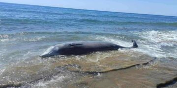 Κρήτη: Εξορύξεις και πολεμικά πλοία σκοτώνουν τη θαλάσσια ζωή