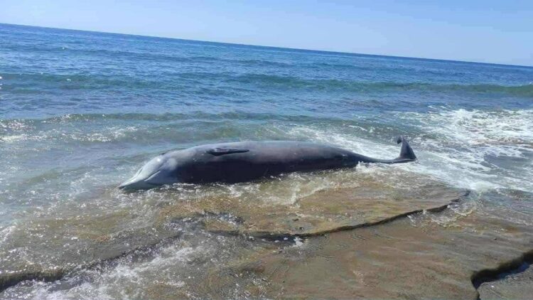 Κρήτη: Εξορύξεις και πολεμικά πλοία σκοτώνουν τη θαλάσσια ζωή