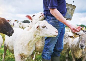 Τηλεκπαίδευση fast-track κτηνοτρόφων μέχρι 31/12, προϋπόθεση για να πάρουν τις ενισχύσεις! – Καταγγελία της ΑΝΤΑΡΣΥΑ
