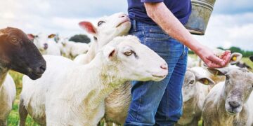 Τηλεκπαίδευση fast-track κτηνοτρόφων μέχρι 31/12, προϋπόθεση για να πάρουν τις ενισχύσεις! – Καταγγελία της ΑΝΤΑΡΣΥΑ