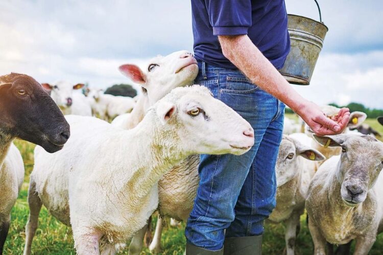 Τηλεκπαίδευση fast-track κτηνοτρόφων μέχρι 31/12, προϋπόθεση για να πάρουν τις ενισχύσεις! – Καταγγελία της ΑΝΤΑΡΣΥΑ