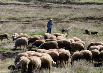 Η ΑΝΤΑΡΣΥΑ για την αυτοκτονία κτηνοτρόφου στη Βροντού Πιερίας