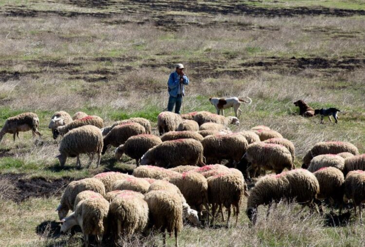 Η ΑΝΤΑΡΣΥΑ για την αυτοκτονία κτηνοτρόφου στη Βροντού Πιερίας
