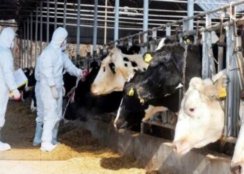 Αφθώδης πυρετός: Μέτρα εξόντωσης των κτηνοτρόφων της Λέσβου από την κυβέρνηση