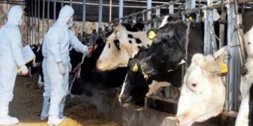 Αφθώδης πυρετός: Μέτρα εξόντωσης των κτηνοτρόφων της Λέσβου από την κυβέρνηση