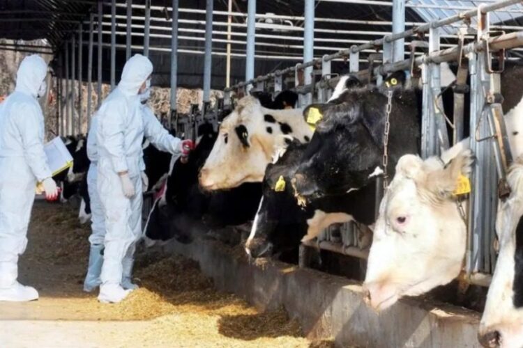 Αφθώδης πυρετός: Μέτρα εξόντωσης των κτηνοτρόφων της Λέσβου από την κυβέρνηση