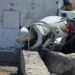 Σάμος