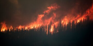 Ιδιωτικές εταιρείες και κυνήγι του κέρδους βάζουν φωτιά στα δάση μας